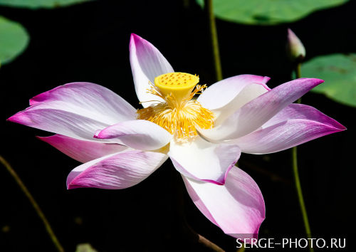 Sacred Lotus